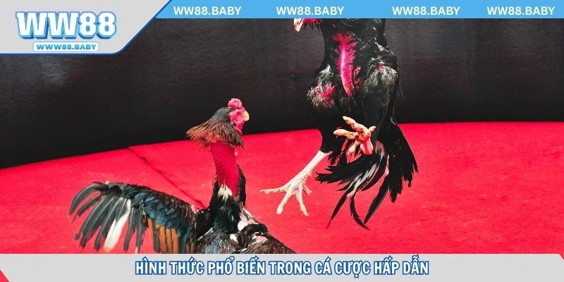 Hình thức phổ biến trong cá cược đá gà Campuchia