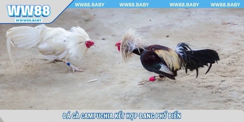 Kèo cược kết hợp đang phổ biến và được yêu thích