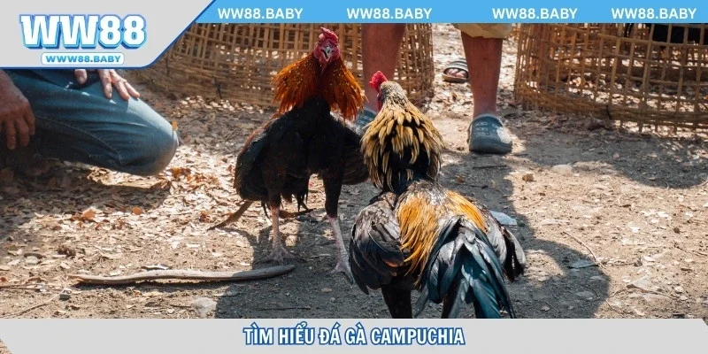 Tìm hiểu đá gà Campuchia trực tuyến hấp dẫn