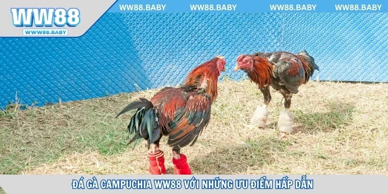 Đá gà Campuchia WW88 với những ưu điểm hấp dẫn 