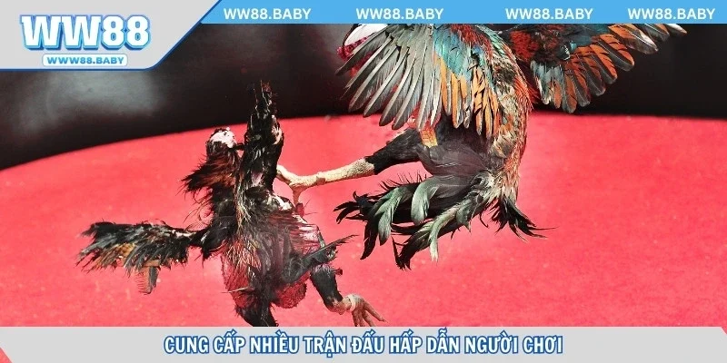 Cung cấp nhiều trận đấu hấp dẫn người chơi