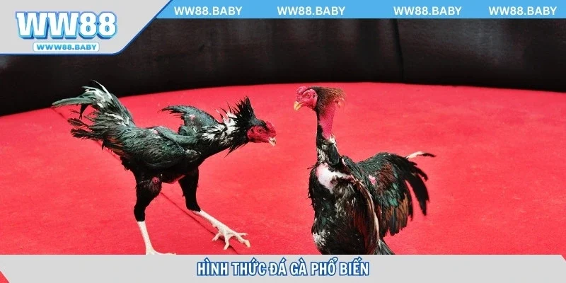 Hình thức đá gà phổ biến tham gia tại WW88