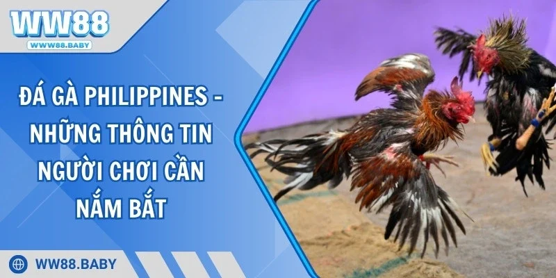Đá Gà Philippines