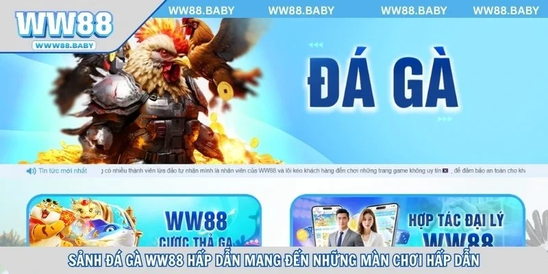 Sảnh đá gà WW88 hấp dẫn mang đến những màn chơi hấp dẫn