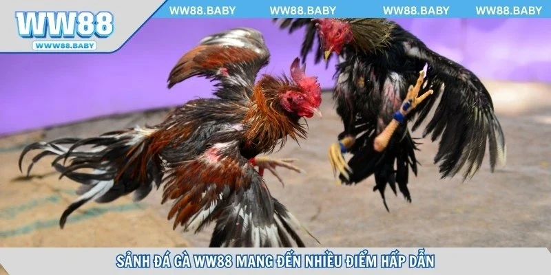 Sảnh đá gà WW88 mang đến nhiều điểm hấp dẫn