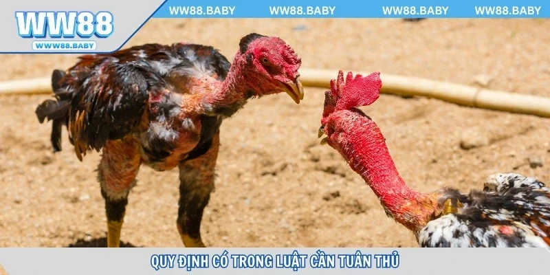 Quy định có trong luật cần tuân thủ