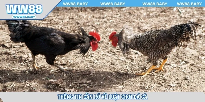 Thông tin cần rõ về luật chơi đá gà trực tuyến