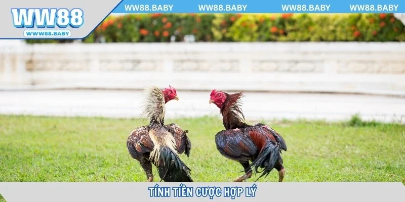 Tính tiền cược hợp lý để cá cược an toàn cao