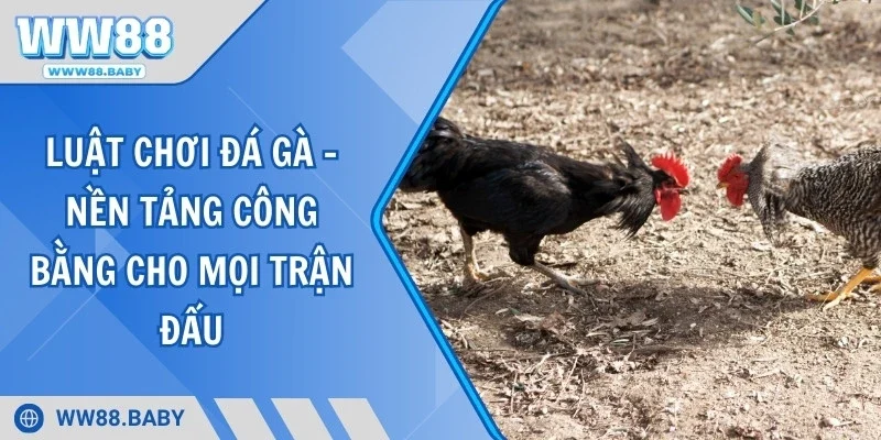 Luật Chơi Đá Gà